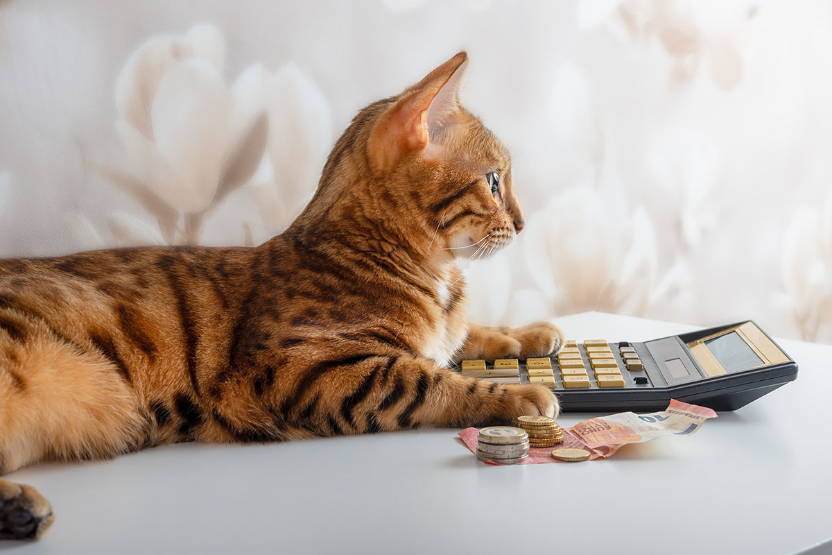Cat calculates the money left after payments on the calculator.