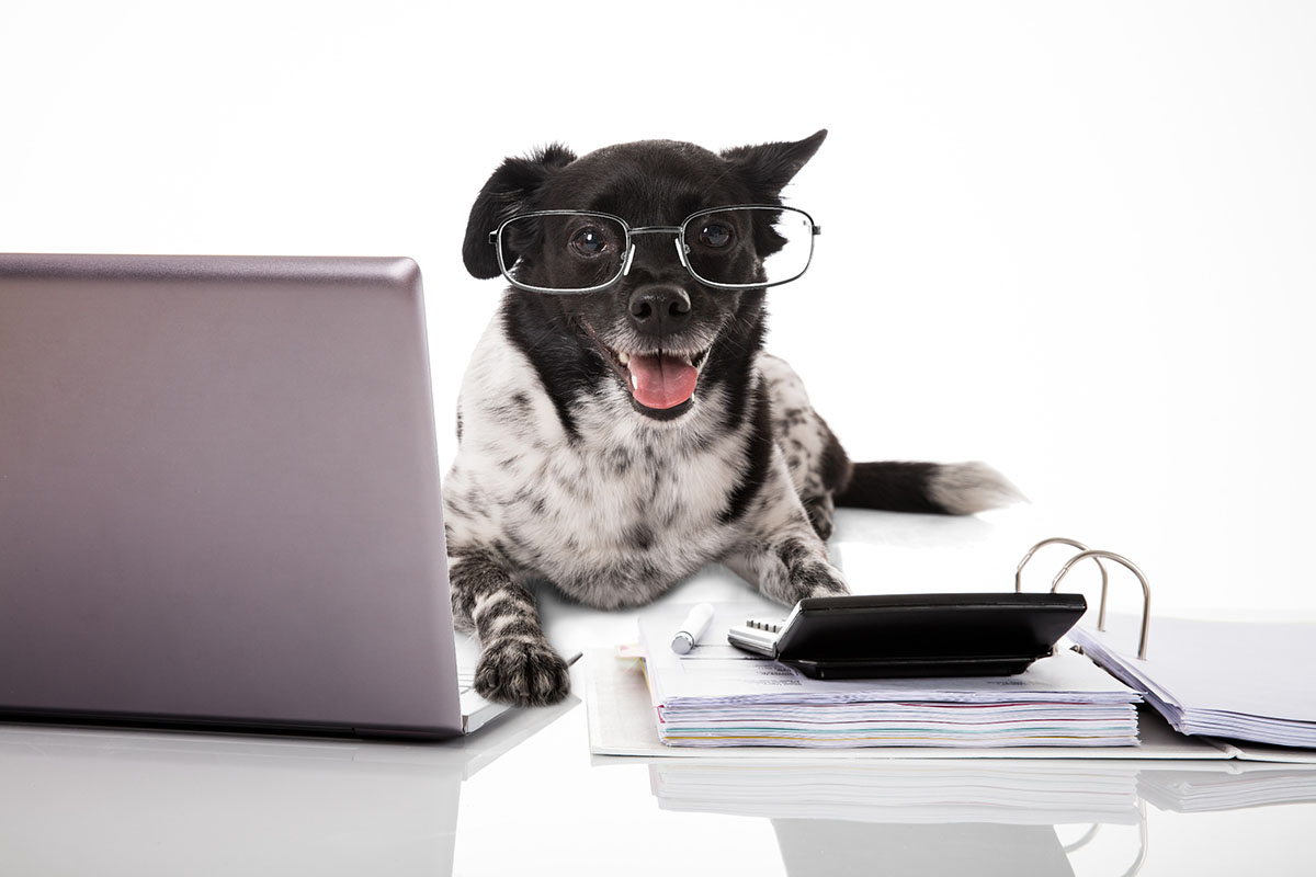 Dog wearing eyeglasses with laptop and calculator against white background.