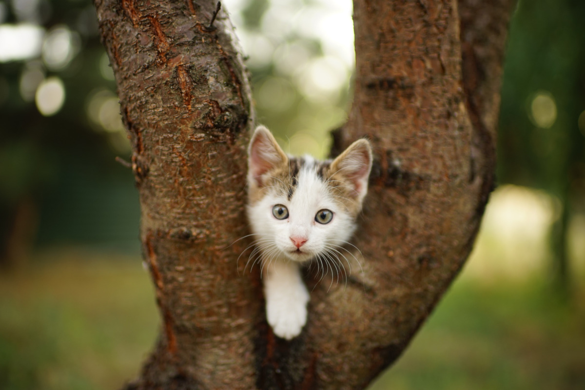 Funny white kitten play on a tree portrait of an domestic cat.