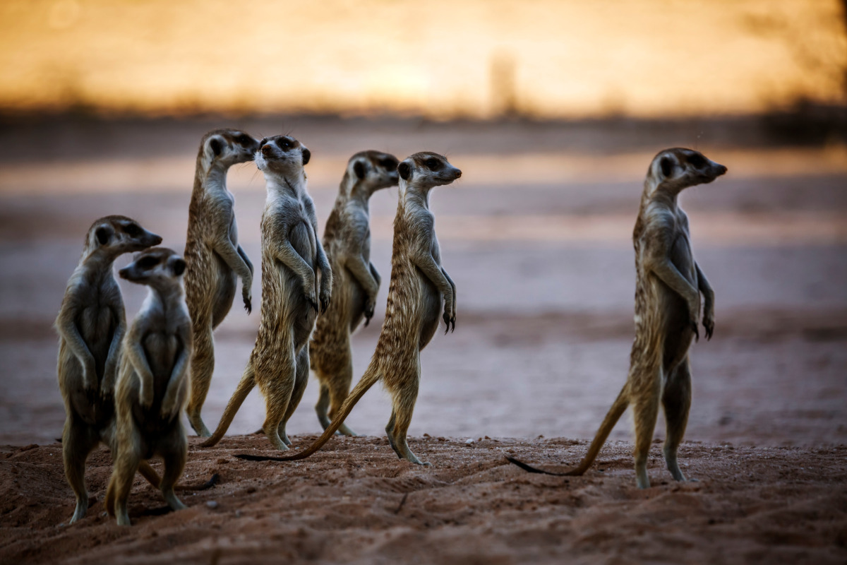 Small group of meerkats.